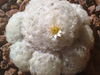 Mammillaria plumosa